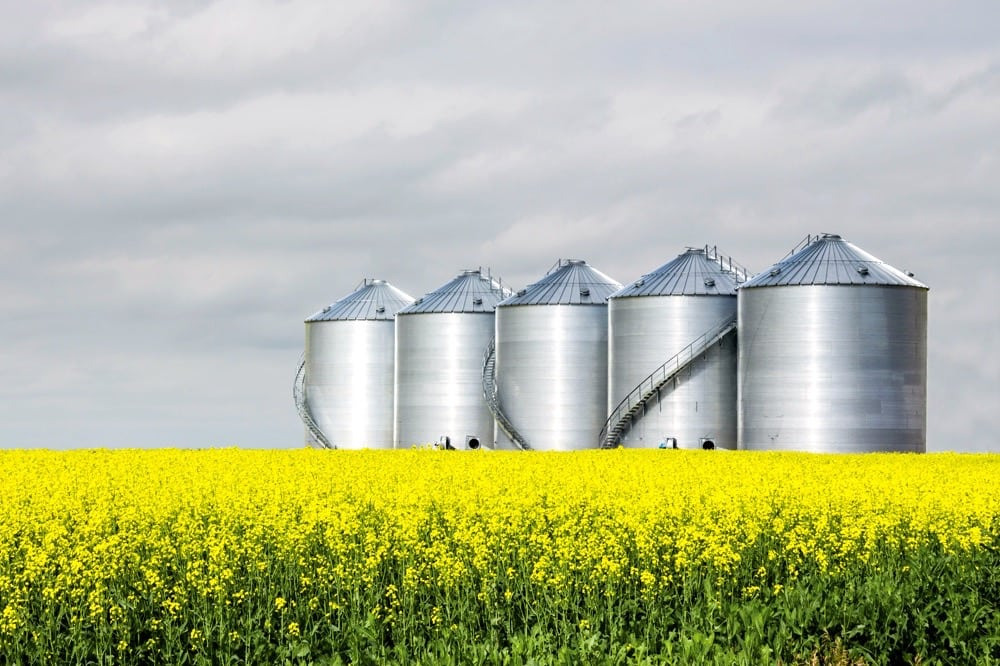 Canola (Brassica napus) is an oilseed crop belonging to the Brassicaceae family