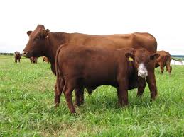 Grass-fed cows won't save the climate.