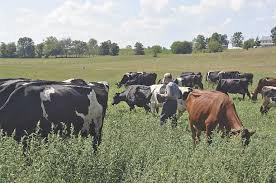 Nofence – does the future of livestock grazing involve virtual fencing?