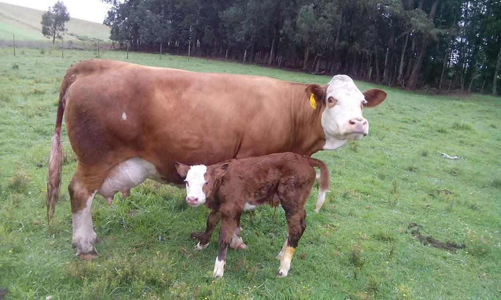 How data integration is unlocking new efficiencies in modern dairy farming