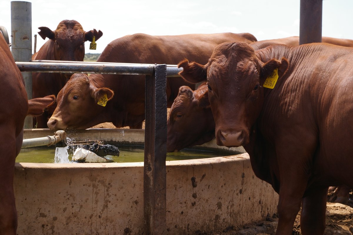 Increased feed costs putting livestock market under pressure- South Africa