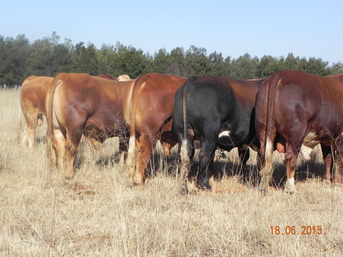 New study backs 'more accurate' metric when measuring livestock methane