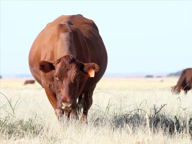 AGRI TRENDS -Local prices trend downwards week-on-week- South Africa 