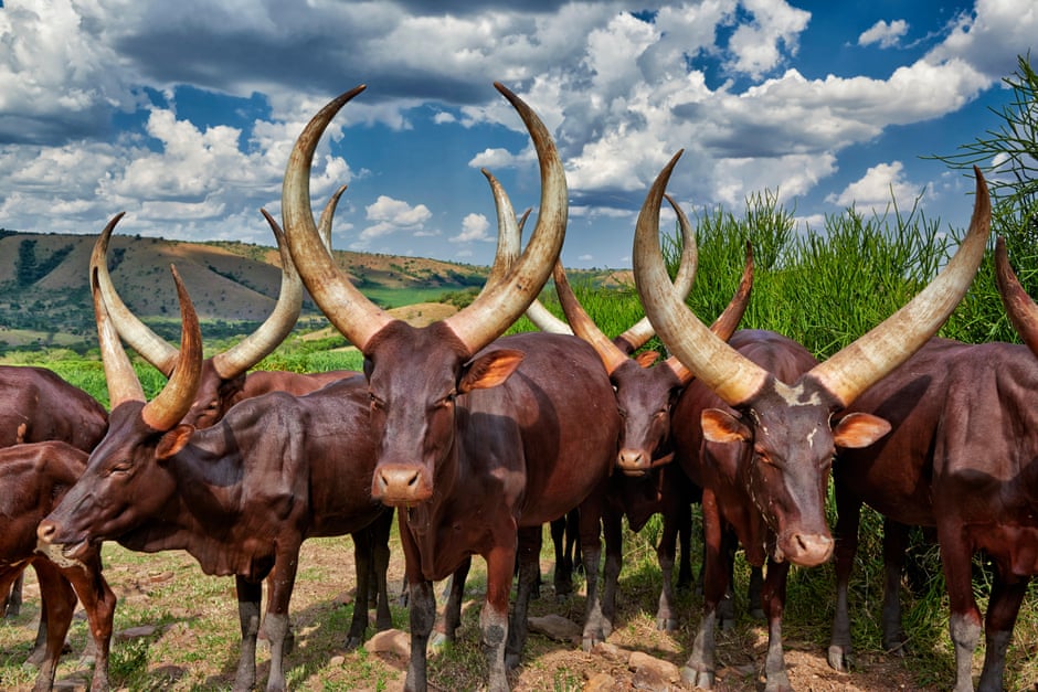 Organised crime moves in on South Africa’s livestock industry