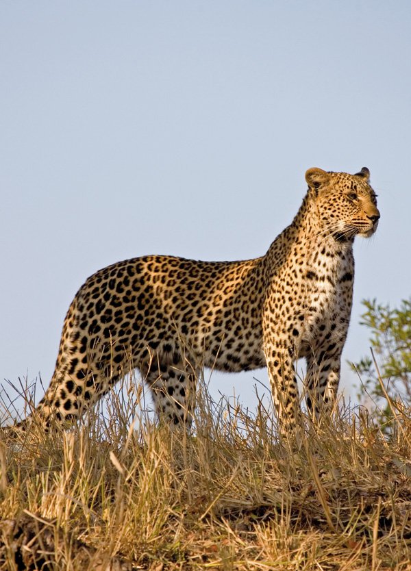 South Africa reclassifies 33 wild species as farm animals