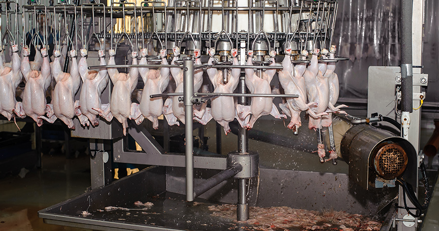 Farmers and animal rights activists are coming together to fight big factory farms