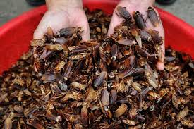 Everything you need to know about 'cockroach milk' — the protein-packed superfood that some can’t wait to get their hands on
