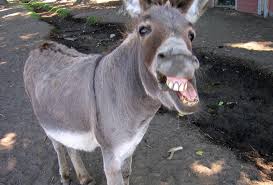 Chinese demand threatens to wipe out Kenya’s donkeys
