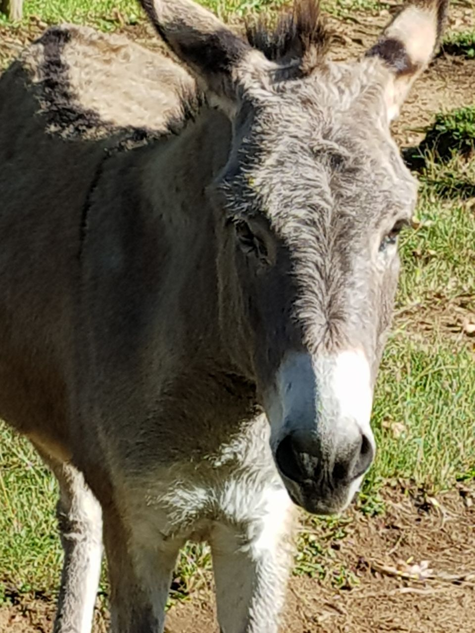Donkeys are a common sight in northern Namibia – what colonial history has to do with it