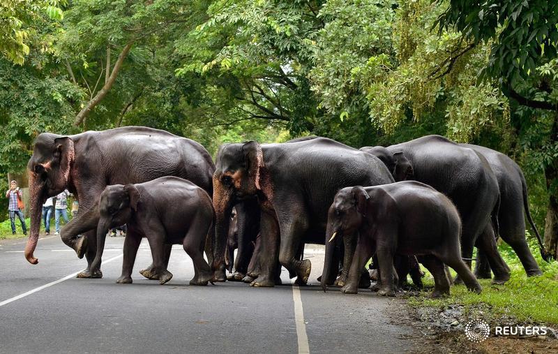 Botswana’s elephant poaching crisis under scrutiny