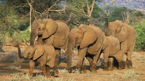 Wildlife traffickers carried on their illegal trade during COVID lockdown – what legal traders can learn from their resilience