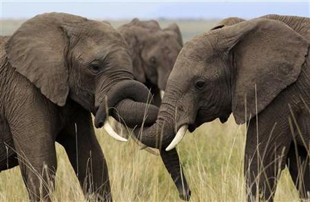 Ebony and ivory: why elephants and forests rise and fall together in the Congo Basin