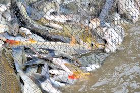 Overfishing is a social injustice. To end it, we need to eliminate harmful fisheries subsidies.