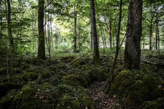 Forests worldwide are getting younger, scientists warn