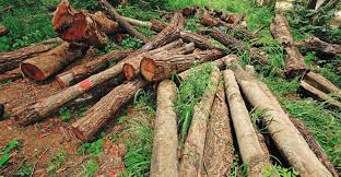Forest loss moves swiftly once 50% deforestation ‘tipping point’ reached