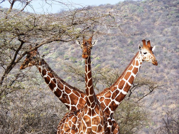 The US is allowing the import of tens of thousands of parts each year from endangered giraffes killed for their skin and bones.