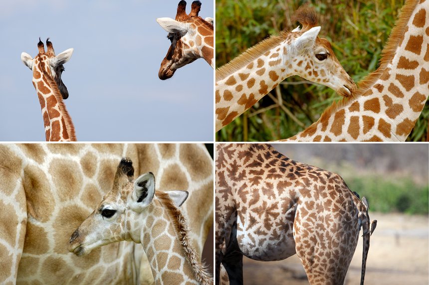 Giraffe conservation status in 2025