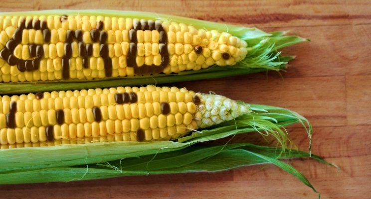 South Africa’s Agriculture Minister Rejects Monsato’s GM Maize Seed