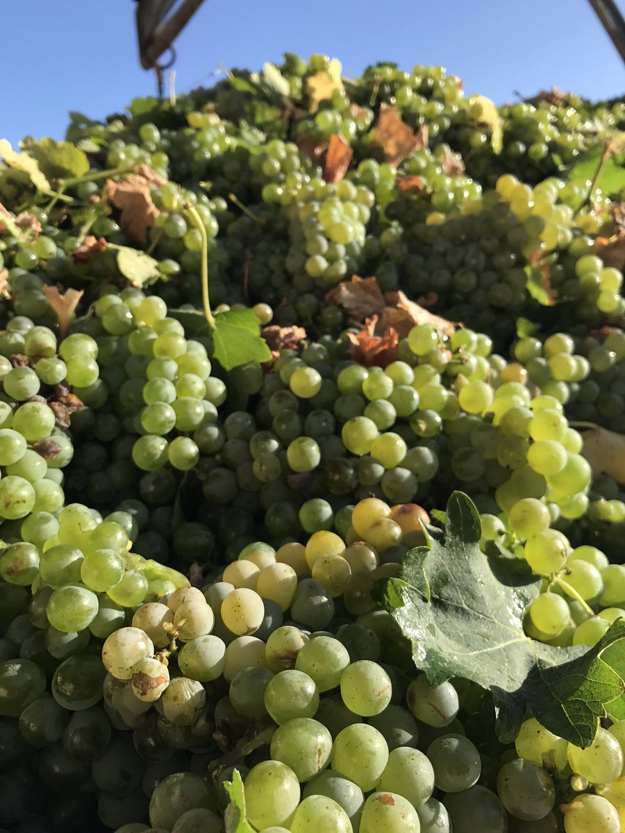 FruitLook satellite images show stark and enduring impact of Cape drought - South Africa