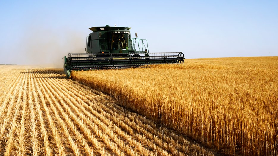New insights in rust resistance in wheat