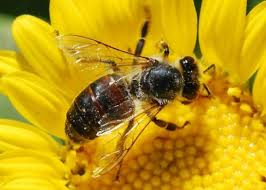 Honey bee life spans are 50% shorter today than they were 50 years ago
