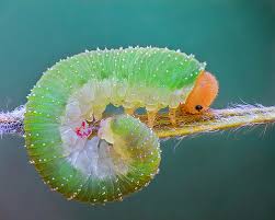A second silent spring – the impending insect apocalypse