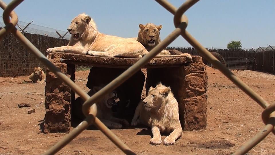  South Africa calls for all-out ban on canned lion breeding