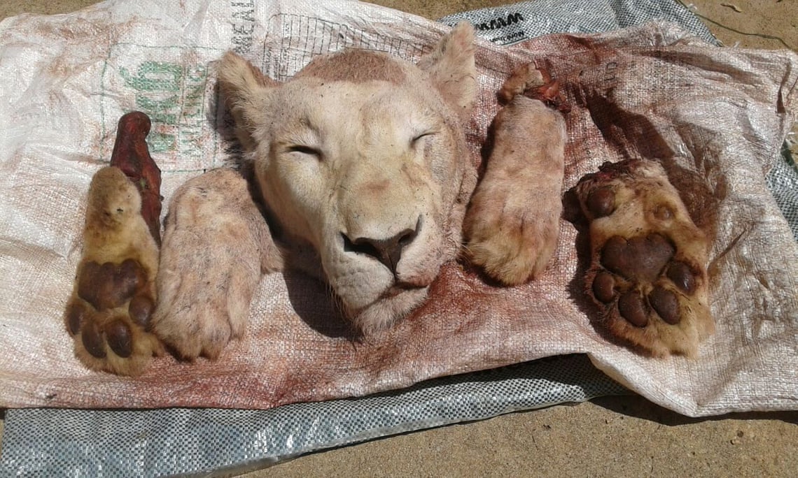 South Africa traffics thousands of endangered wild animals to China in ‘corrupt and growing’ trade, investigation finds