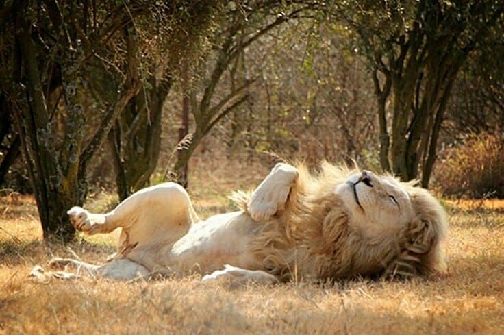 Captive lions kept in ‘stressful conditions’ create perfect recipe for disease, experts say