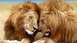 Lions target particular types of cows – research