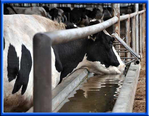 98 per cent of meat and dairy sustainability pledges are greenwashing