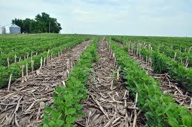 Reduce herbicide use and maintain crop yield with no-till