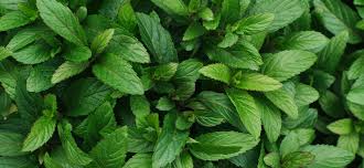 Global Pyrethrum and Peppermint - Key Findings by IndexBox