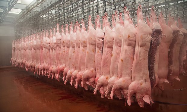 Industrial Meat farming is one of the worst crimes in history