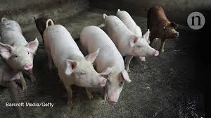 No way to stop it': millions of pigs culled across Asia as swine fever spreads