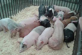 China’s pig cull could benefit KZN beef and chicken farmers