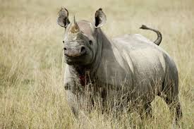 The world's black rhino numbers have increased but there's bad news for others