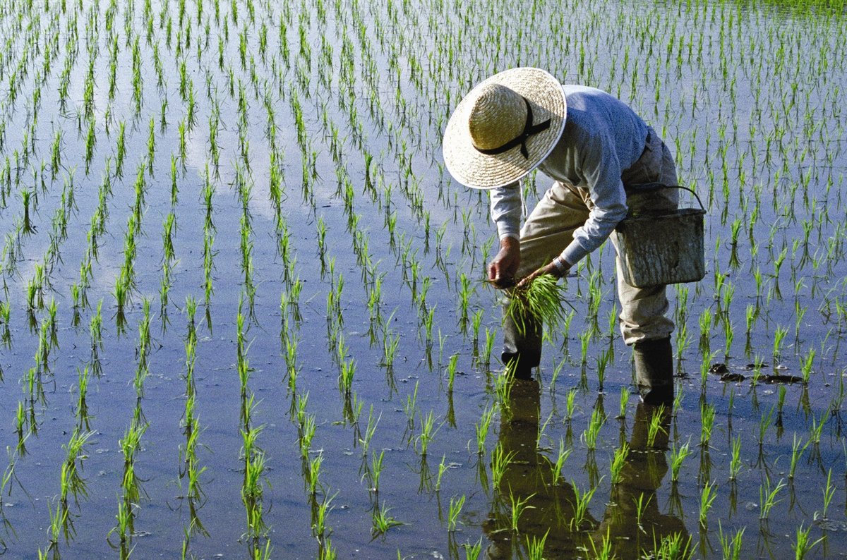 Grain Market Review: Rice