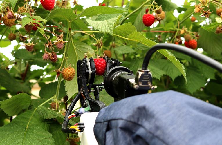Gene editing can speed up plant domestication-