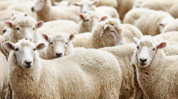 Reviving the land with regenerative farming that is transforming South Africa's wool industry