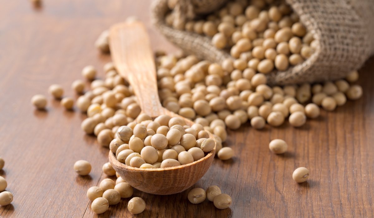 Five most promising soybean meal alternatives