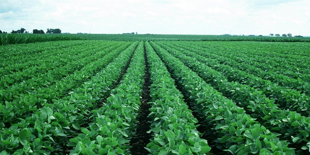 Report sees more processing need for plant-based meat alternatives