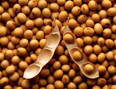 Cost of soybeans will remain high for poultry industry- South Africa