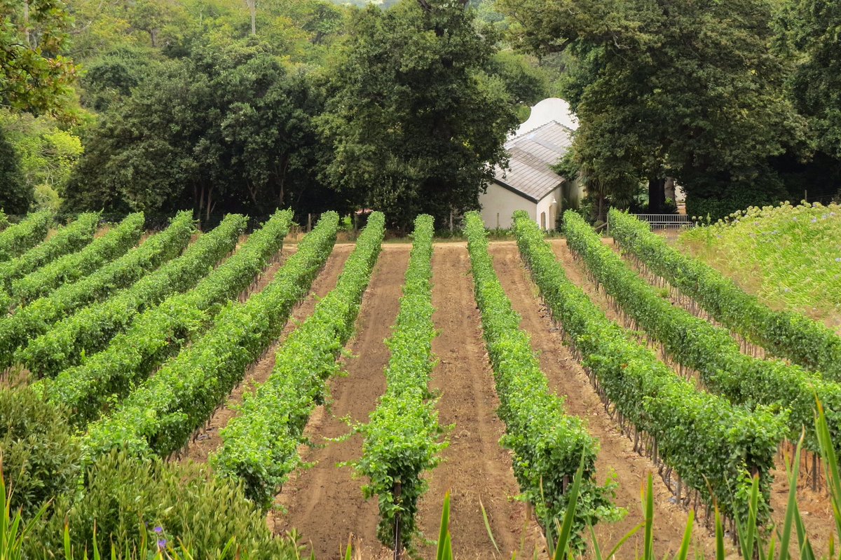 Winemakers open new African frontier with Drakensberg vines- South Africa-