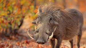 Wildlife destruction 'not a slippery slope but a series of cliff edges'