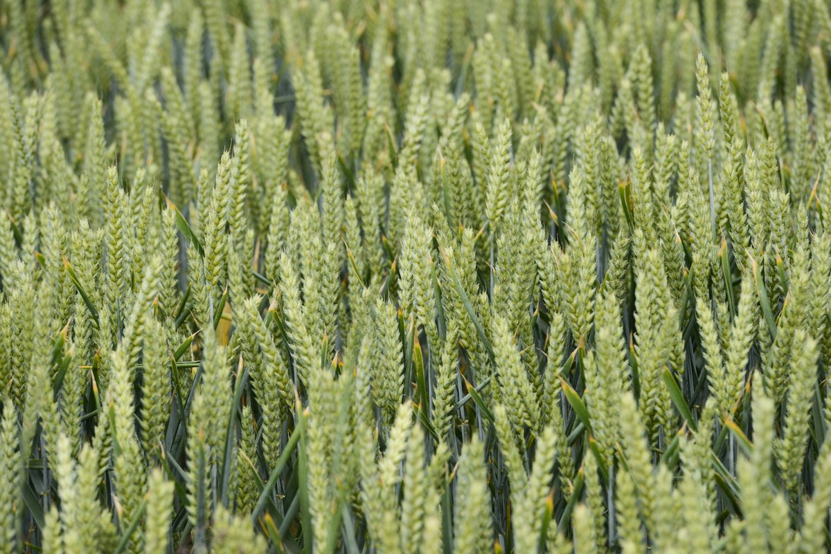 Winter grains and oilseeds outlook- South Africa 