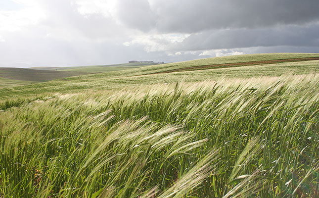 South Africa wheat farming may be on the brink of collapse — what can be done?
