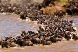World’s largest overland mammal migration confirmed in South Sudan