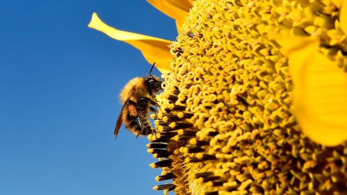Bees, mites and viruses: assessing the risk to South African crop pollinators