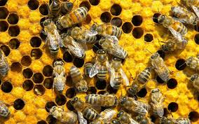  Honey production at all-time low